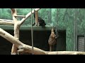 Philadelphia Zoo Blue-eyed Lemur Playing Hard to Get 2