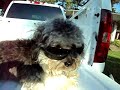 Cool Dog wearing Sunglasses