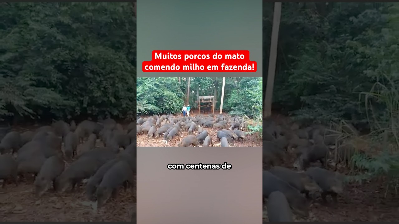 Muitos Porcos Do Mato Comendo Milho Em Fazenda