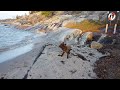 Leo on the beach.