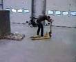 videos de POMPI WAGGI