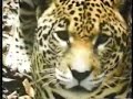 JAGUARIN P?TON AVI JAGUARIN P?TON AVI