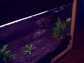 Piranha
