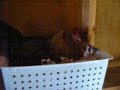 Broody Hen Gettin Cranky Broody Hen Gettin Cranky