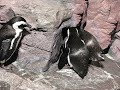 Penguin Surprise @ the New England Aquarium in Boston, MA.