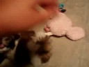 Sophie the Pyscho