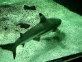 Aquarium haaien