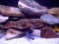 My African Cichlids