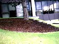Swans at work