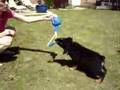 Rottweiler video