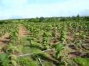 Teak Invest Bali Agro  www.teakinfo.com