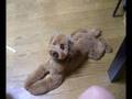 Toy Poodle video
