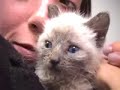 Raising Kittys