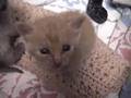 Raising Kittys