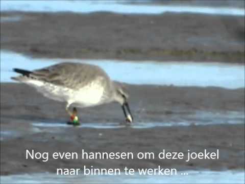 YouTube voorvertoningsafbeelding