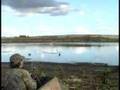 Duck Hunting : Mallard Hunt in Alberta