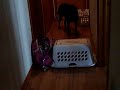 My dog can jump! My dog can jump!