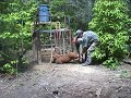 Bowana Hog Toss-n Bowana Hog Toss-n