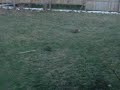 ninja-bunnies.html