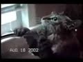 Herb Zerden Cat Video #4