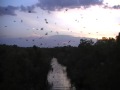 flying foxes_0004.wmv