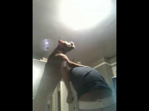 ptbull
