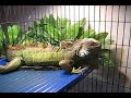 boagie eating in his cage. turnip greens, collard greens, pumpkin & butter beans