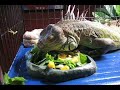 boagie eating in his cage. turnip greens, collard greens, pumpkin & butter beans