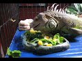 boagie eating in his cage. turnip greens, collard greens, pumpkin & butter beans