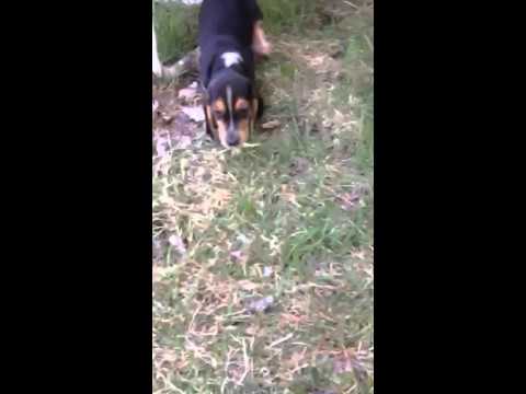 AKC Registered Male Beagle Pup