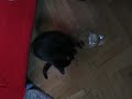 Katze trinkt aus Wasserglas