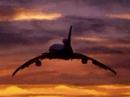bird plane