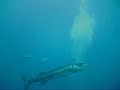 Roatan scuba diving