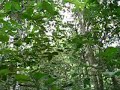 Sounds of the Howler Monkey