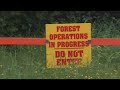 Mostly Green Woodlot