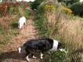 SUMMER DOG WALK