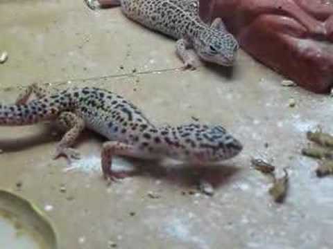 Image de prévisualisation YouTube