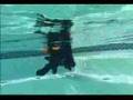 Portuguese Water Dog - Obama's Dog
