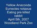 anaconda eating bunny