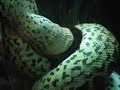 anaconda eating bunny