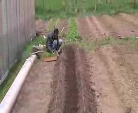 how to transplant corn