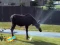 Funny Clips