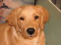 Kaya the Golden Retriever Growing Up. Kaya the Golden Retriever Growing Up.
