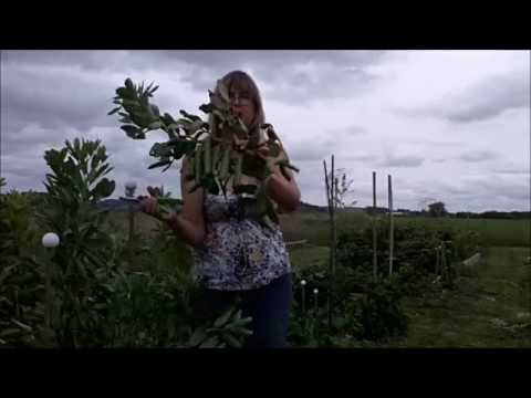 how to harvest elderflowers