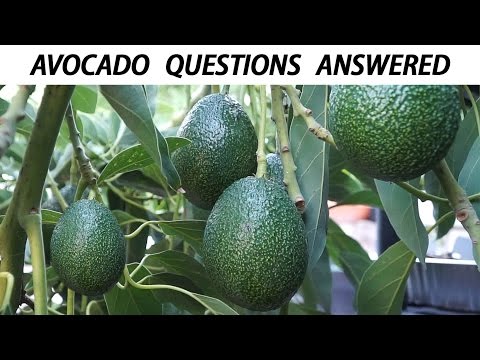 video-linktoworks-Your Avocado Growing Questions Answered - Tips For...