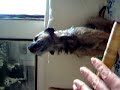 Border terrier, Graham singing2