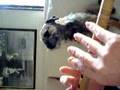 Border Terrier video