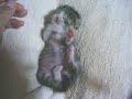 Chaton Kitten Chaton Kitten