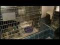 videos de SCRAPS working to increase cat adoptions