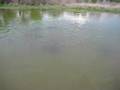 Catfish-in-a-pond